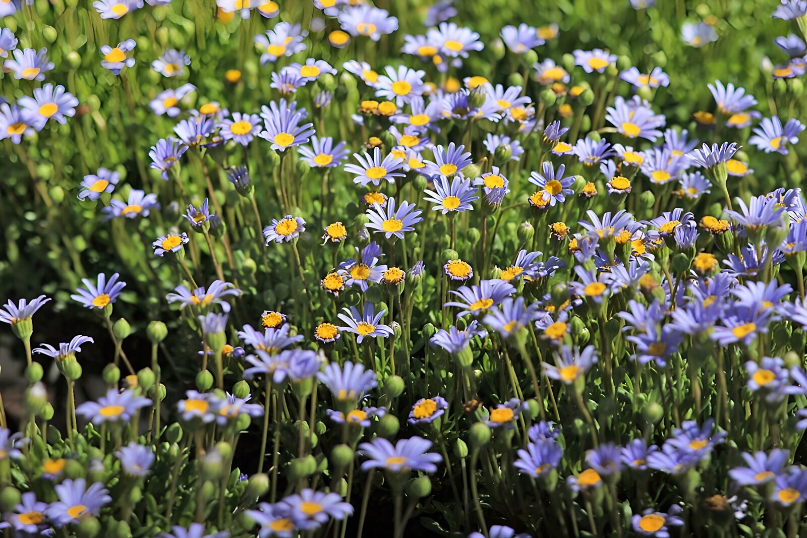 PDGIT6626447: Fiori azzurri e lilla al sole