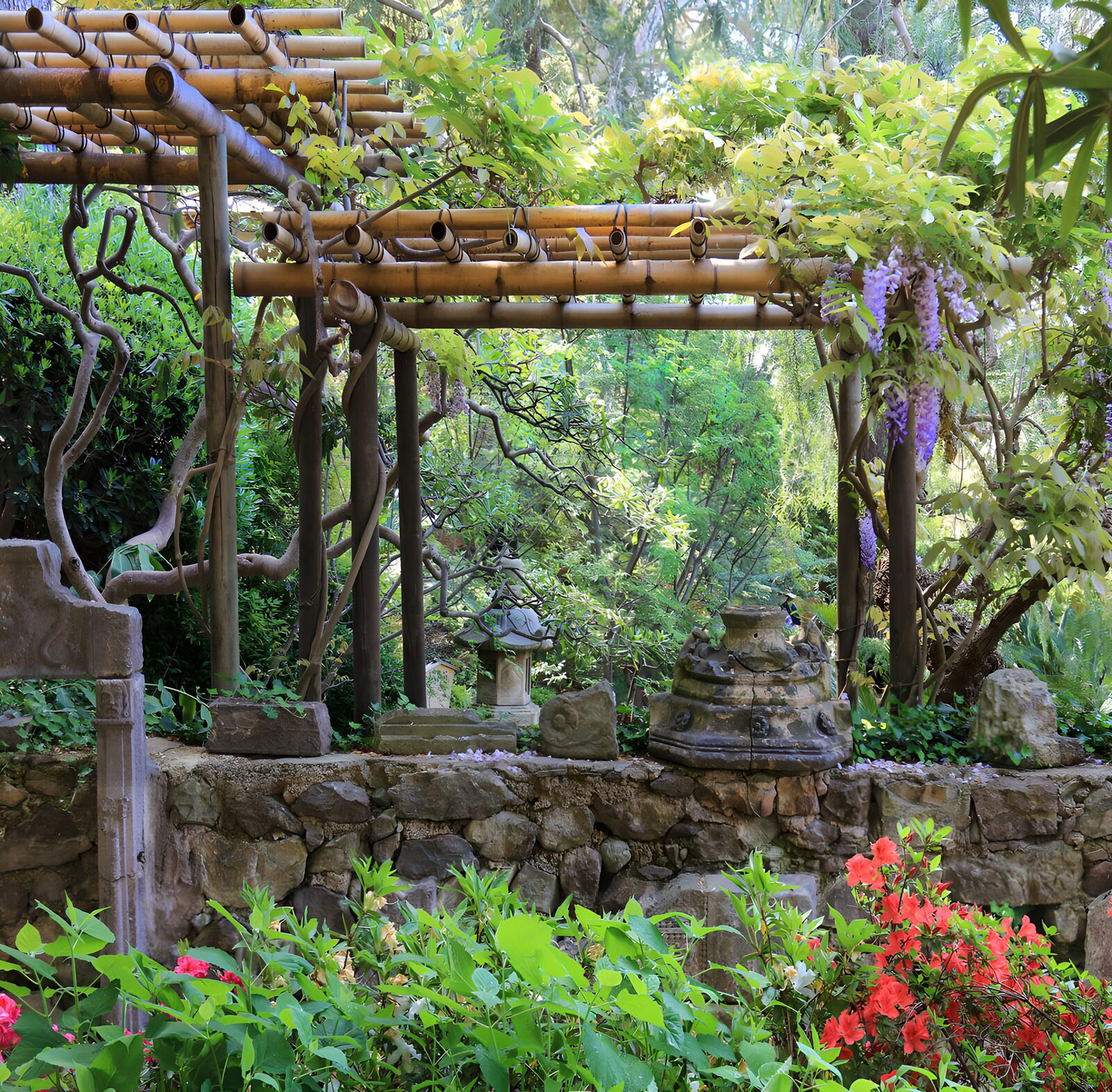 PDGIT7213324: Pergola di bambù tra glicini e fiori rossi