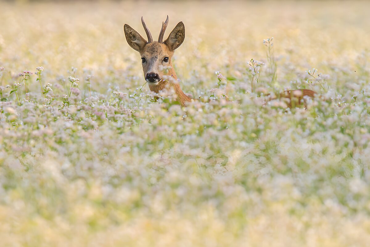 PDGIT3112379: Capriolo, ti vedo anche tra i fiori