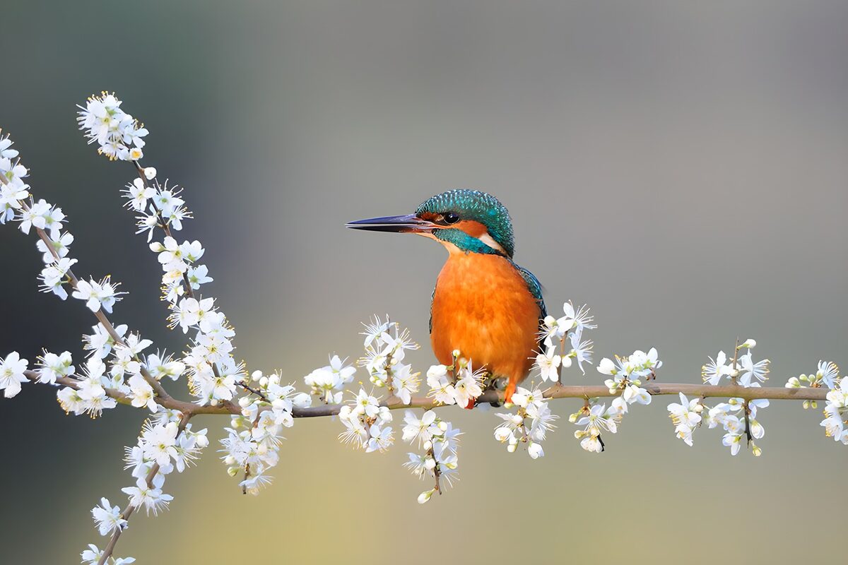 PDGIT7409452: Martin pescatore sul ramo in fiore