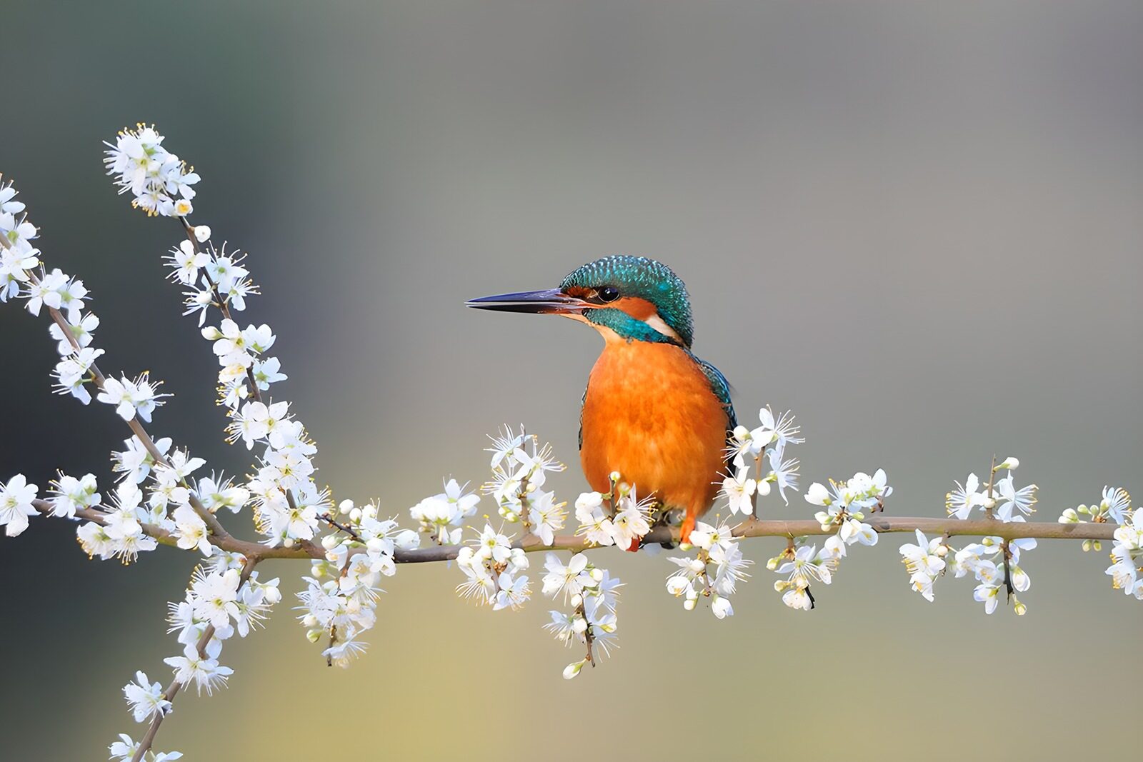 PDGIT7409452: Martin pescatore sul ramo in fiore