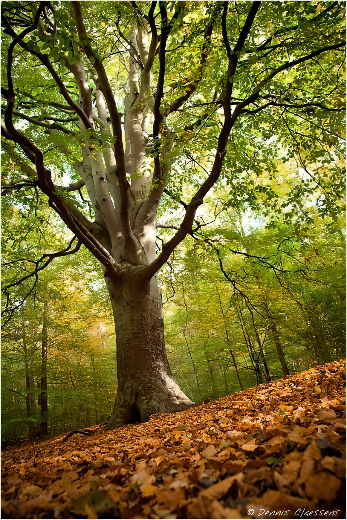 PDGIT5107457: Faggio d’autunno nella luce del bosco