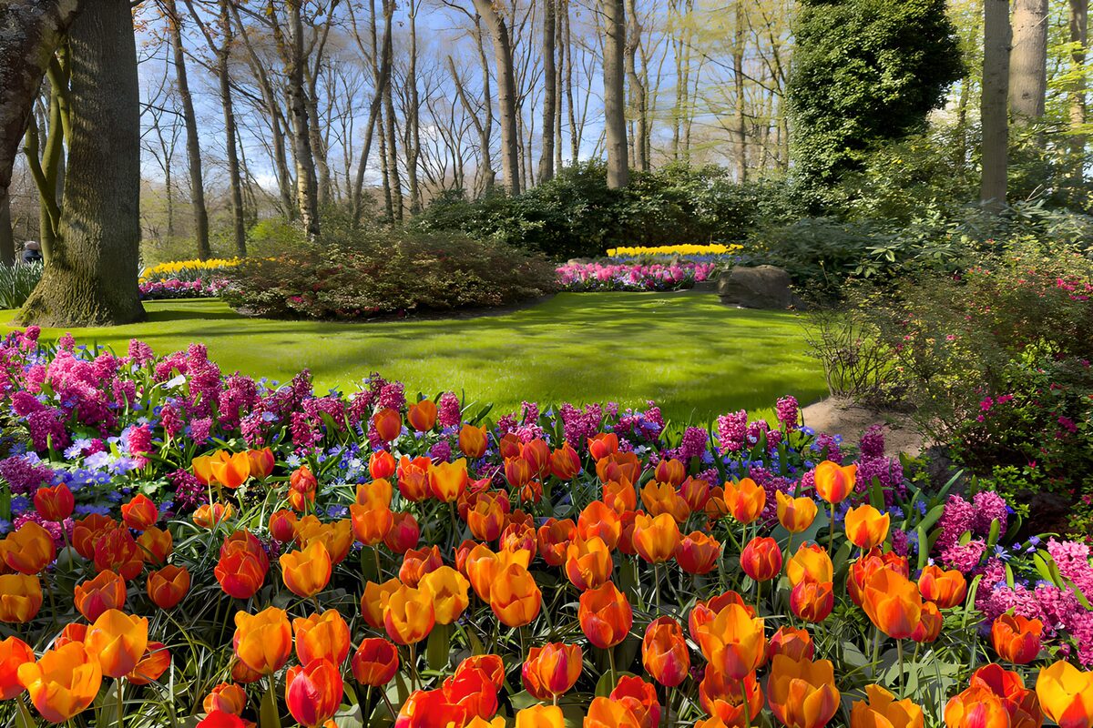 PDGIT3063568: Tulipani arancioni e giacinti al sole