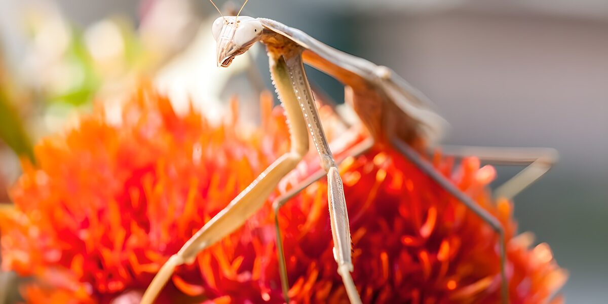 PDGIT3367521: Mantide in posa su un fiore rosso arancio