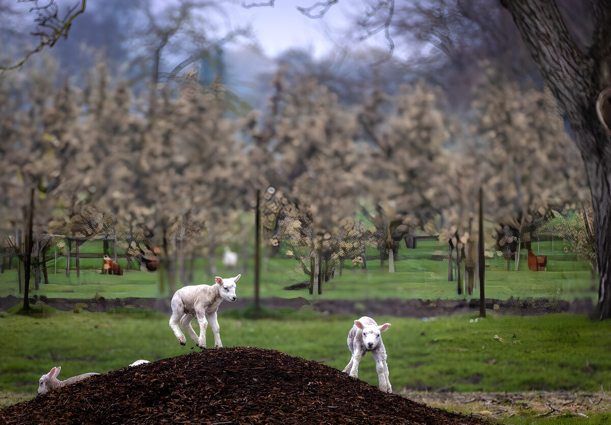 Agnelli bianchi tra gli alberi in fiore