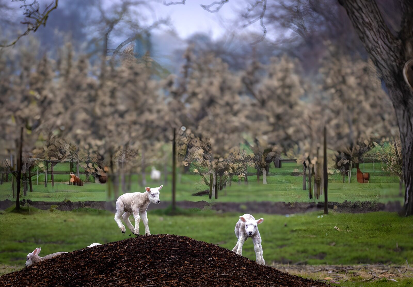 PDGIT9362571: Agnelli bianchi tra gli alberi in fiore