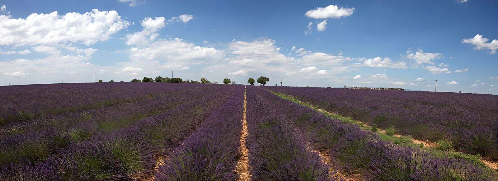 PDGIT2411554: La lavanda incontra l’orizzonte