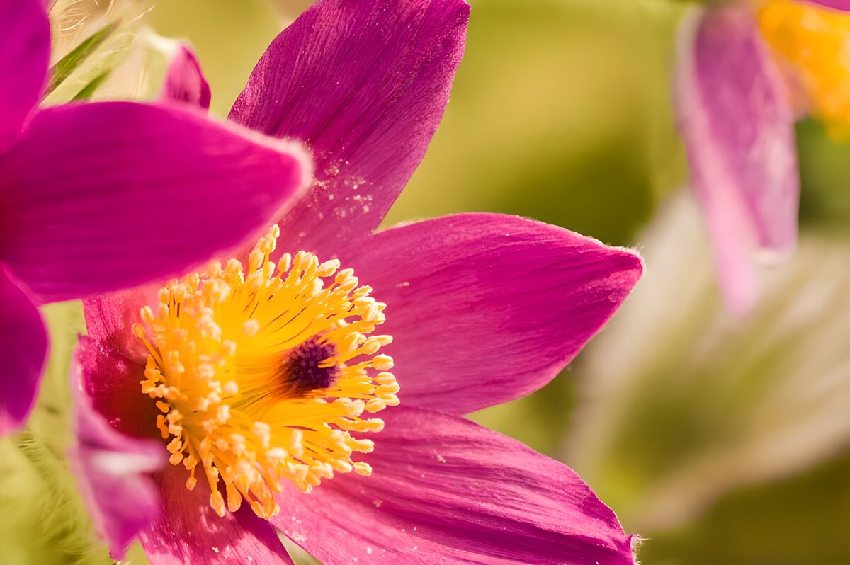 Fiore rosa e viola nella luce calda