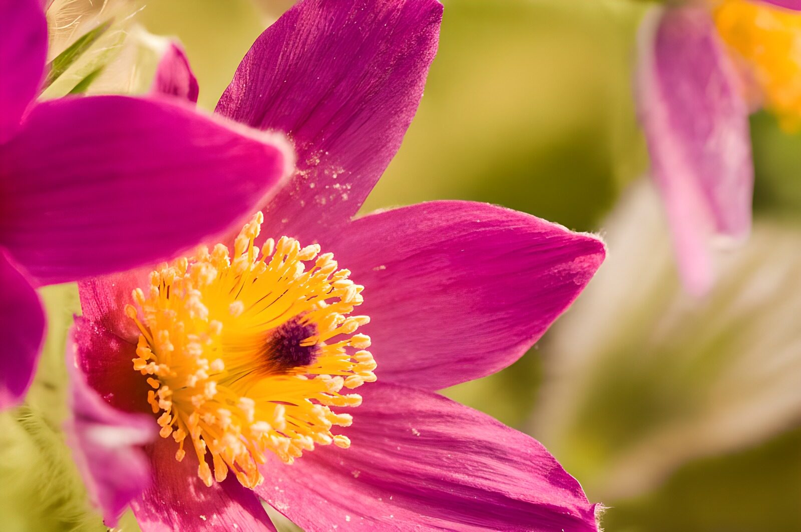 PDGIT7236908: Fiore rosa e viola nella luce calda