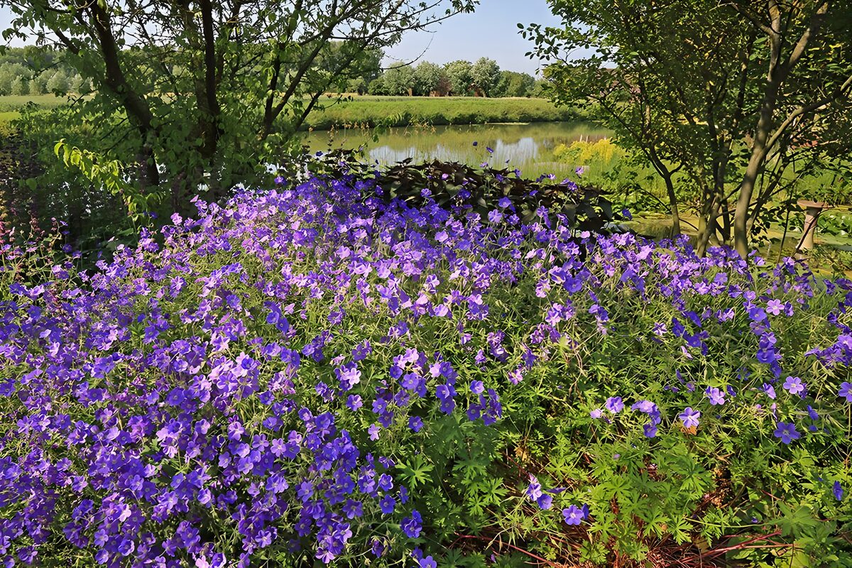 Fiori viola al sole in riva allo stagno
