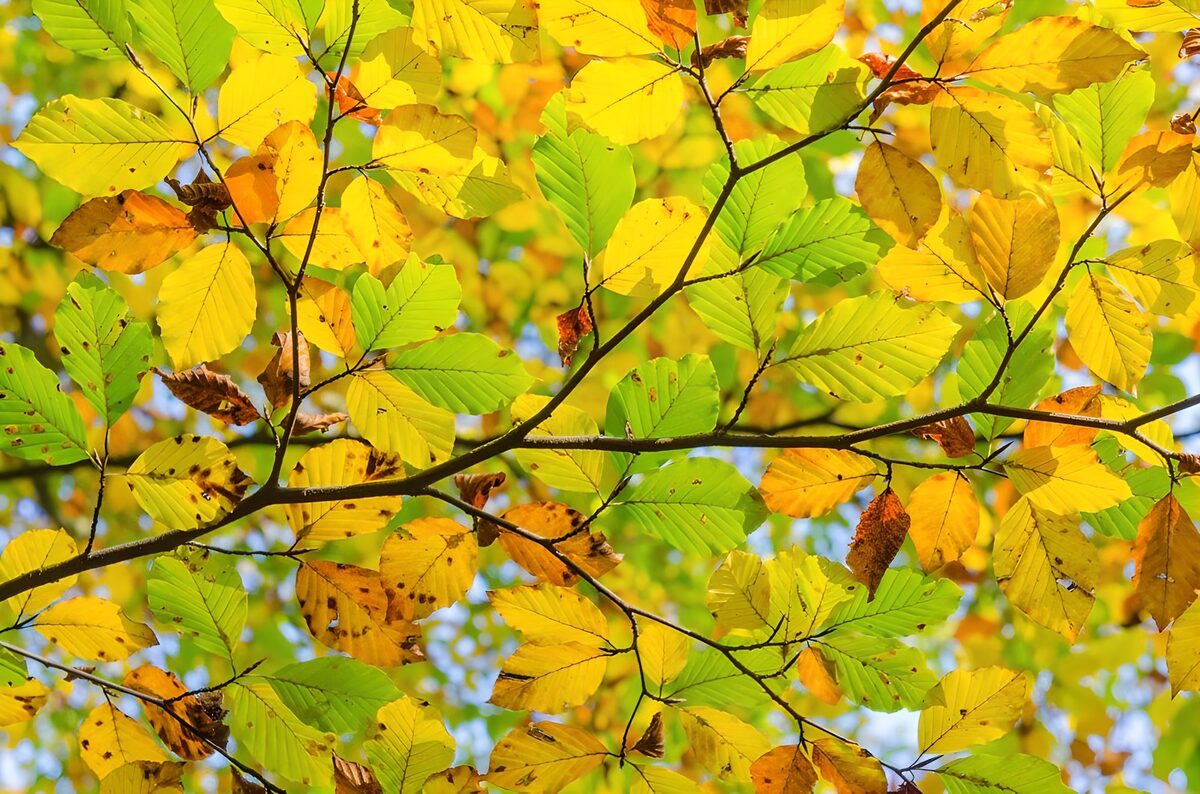 PDGIT4542355: Foglie gialle e verdi al sole d’autunno