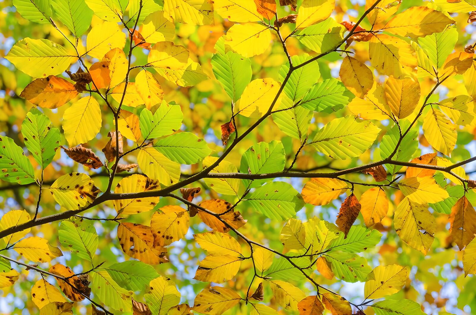 PDGIT4542355: Foglie gialle e verdi al sole d’autunno