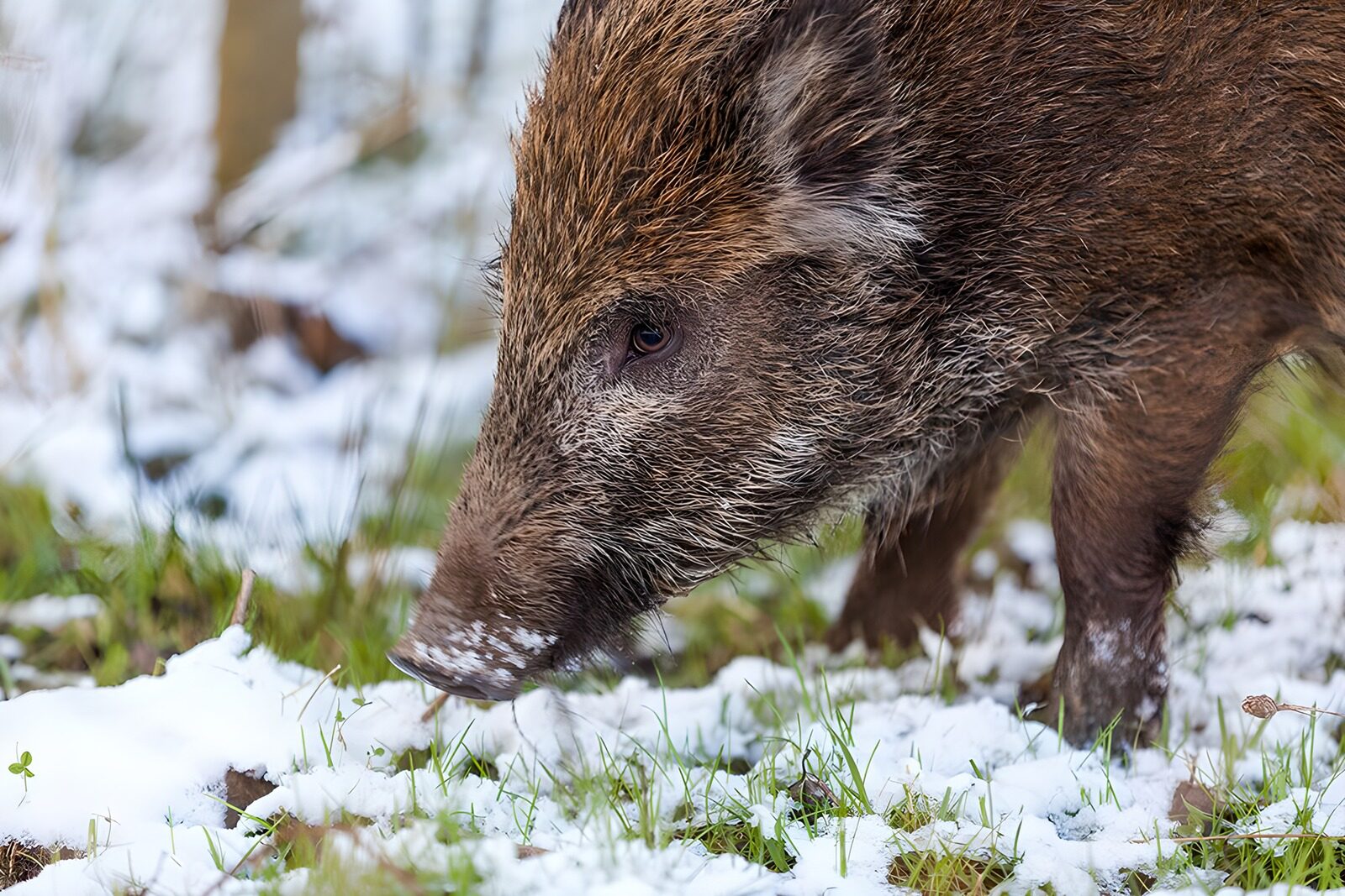 PDGIT6712566: Cinghiale nella neve tra erba e foglie