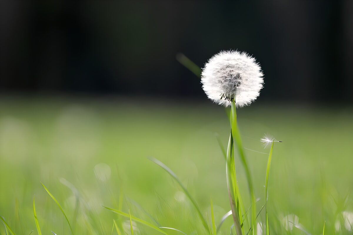 PDGIT2796826: Soffione bianco nell’erba in controluce