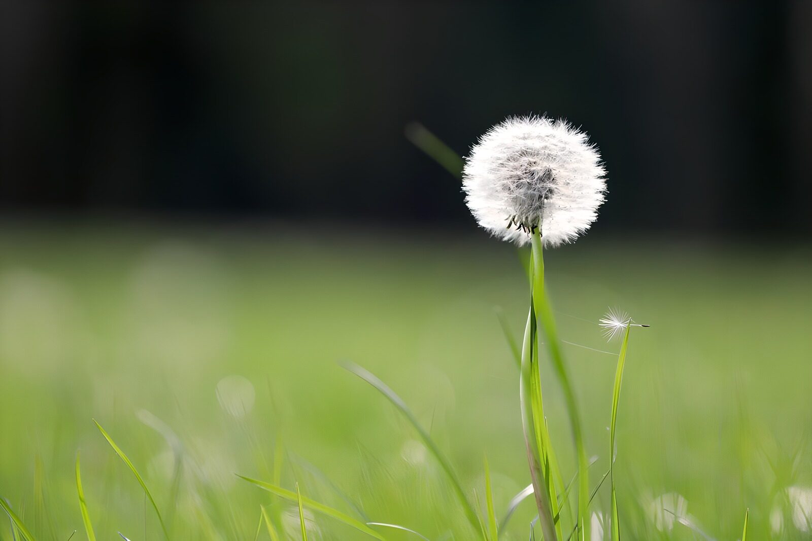 PDGIT2796826: Soffione bianco nell’erba in controluce