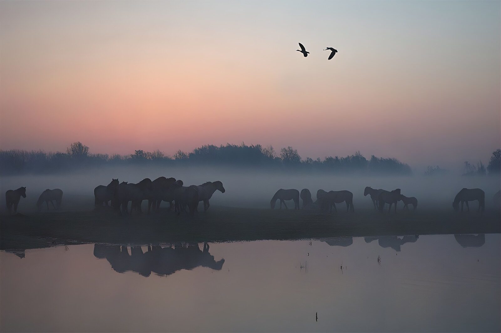 PDGIT2797846: Cavalli tra nebbia e riflessi