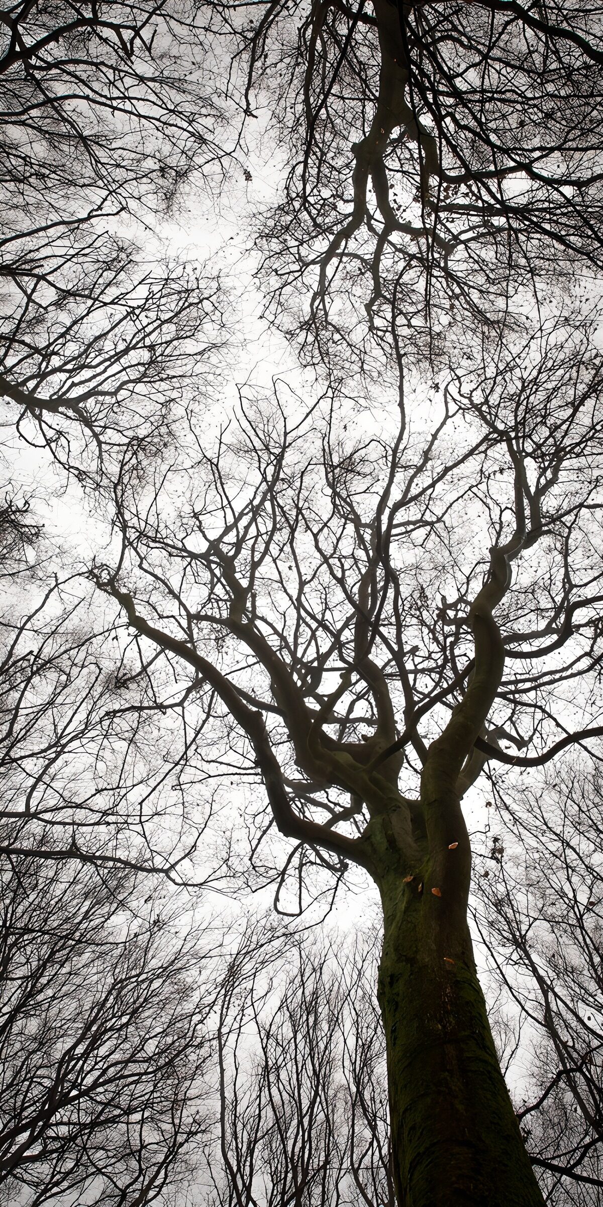 PDGIT4709923: Alberi spogli sotto il cielo grigio