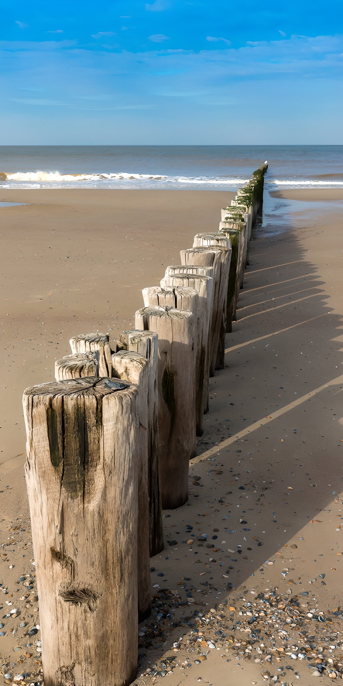PDGIT6104792: Pali di legno sulla spiaggia assolata