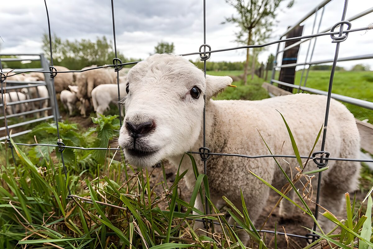 PDGIT7972627: Agnello bianco tra erba e recinto