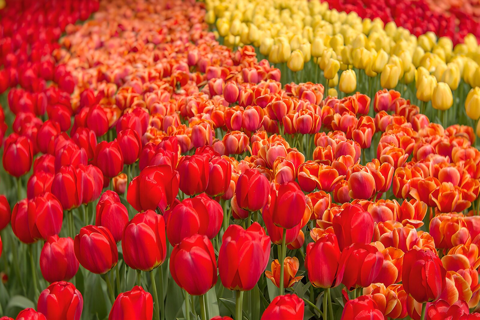 PDGIT8069071: Tulipani rossi, arancioni e gialli