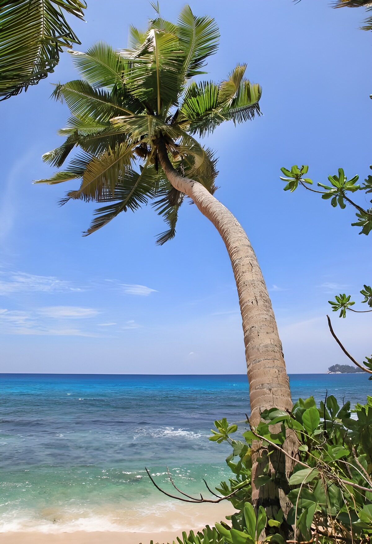 PDGIT6557628: Palma curva sulla spiaggia tropicale