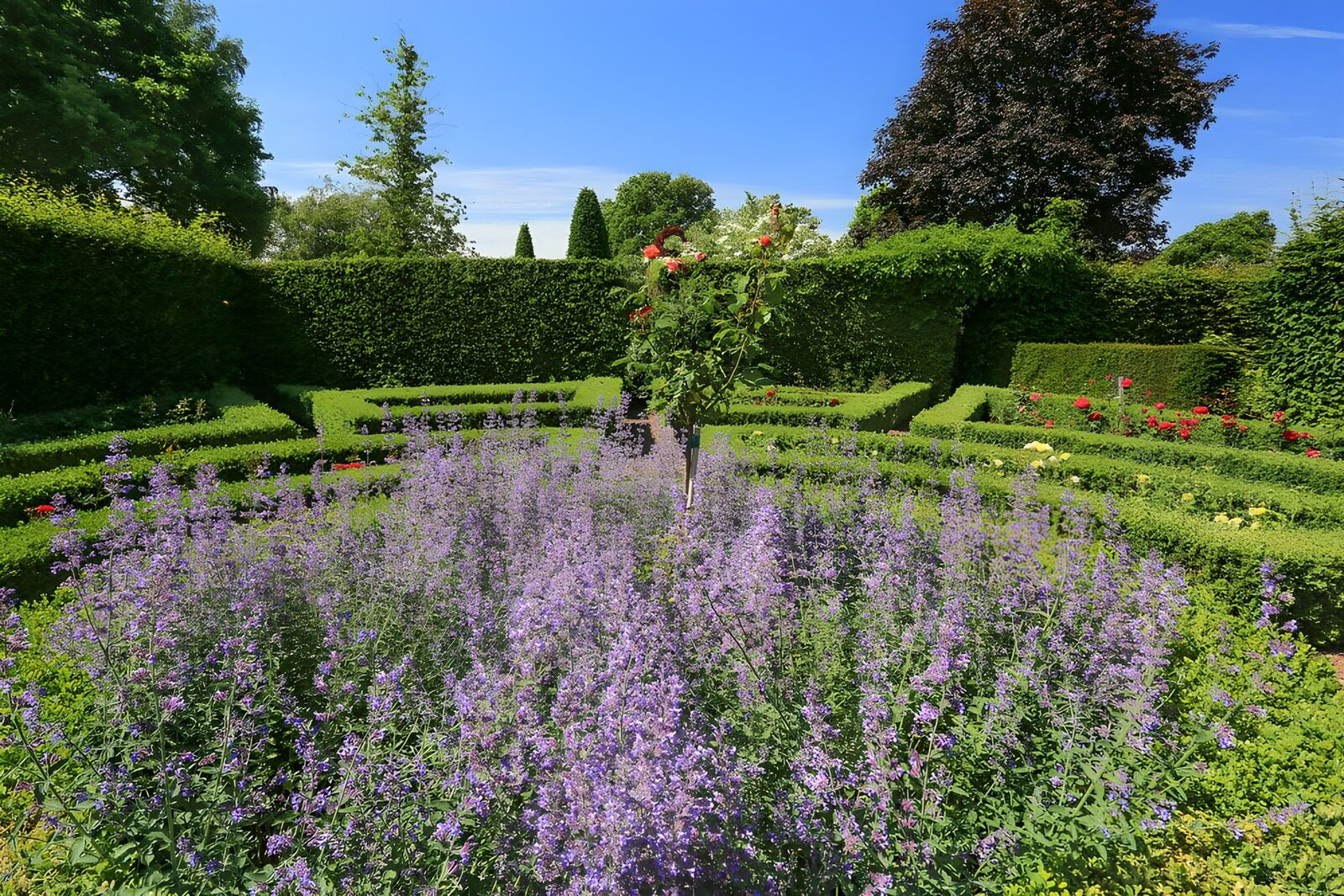 PDGIT3931250: Giardino di rose e siepi al sole