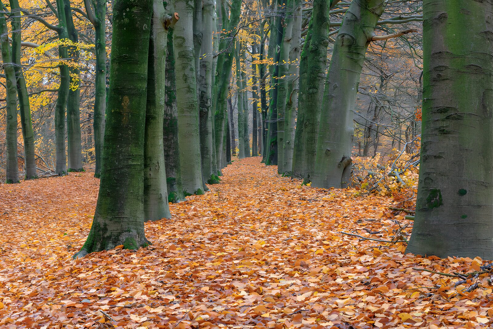 PDGIT7505286: Viale di faggi tra le foglie d’autunno