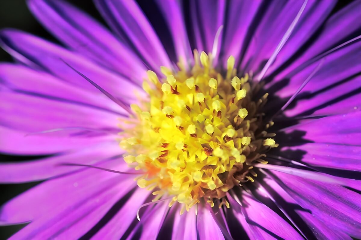 Fiore viola in primo piano al sole