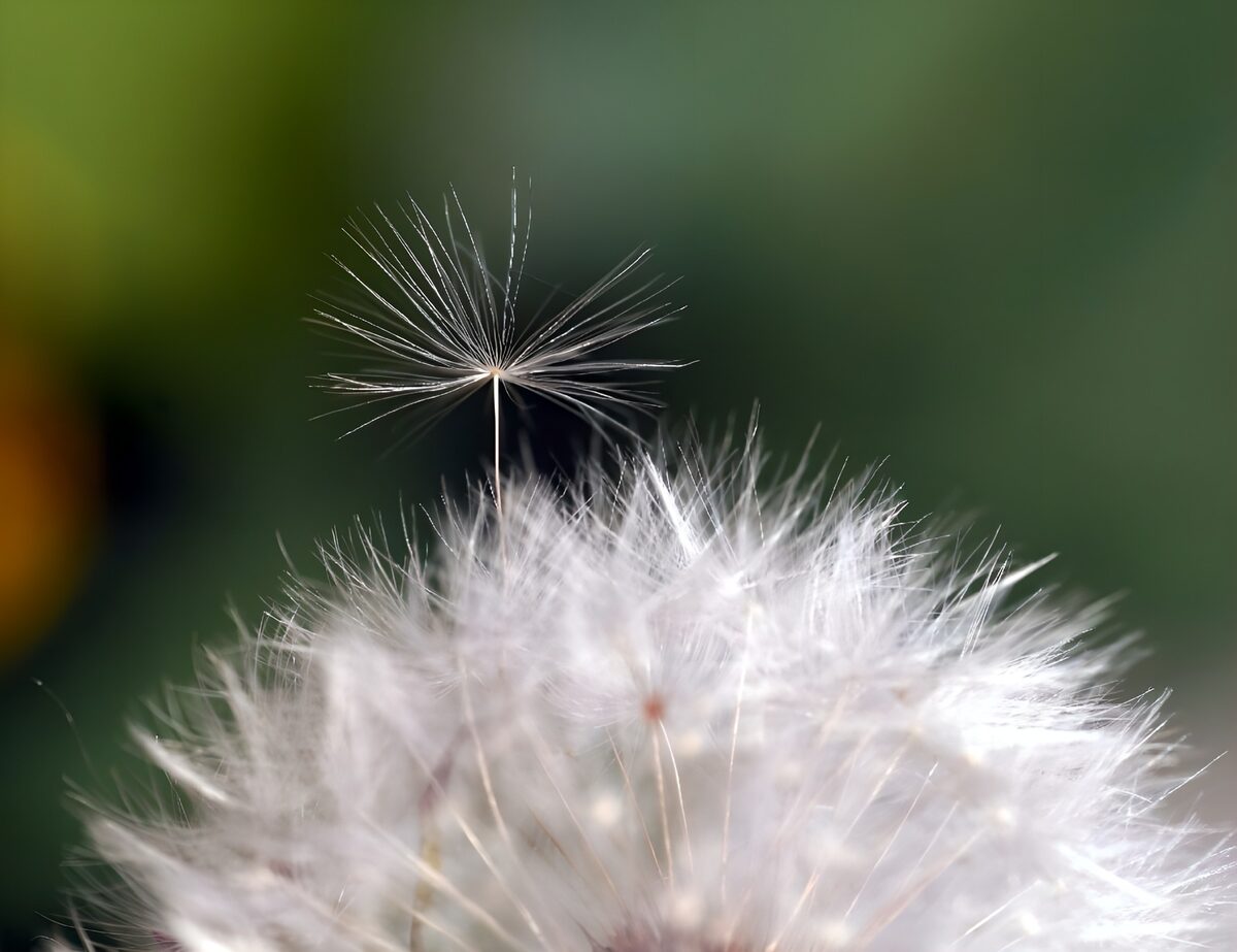 Soffione in primo piano, fili di luce