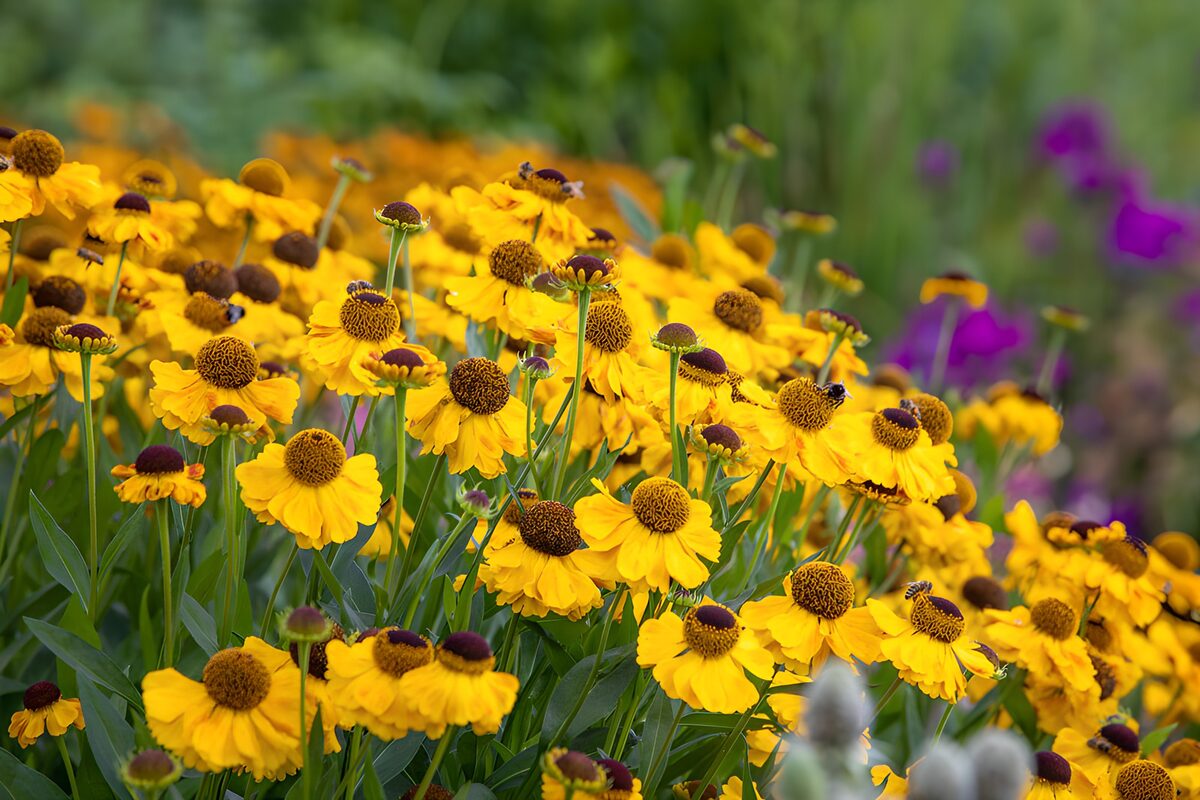 PDGIT6999632: Fiori gialli nella luce d’estate
