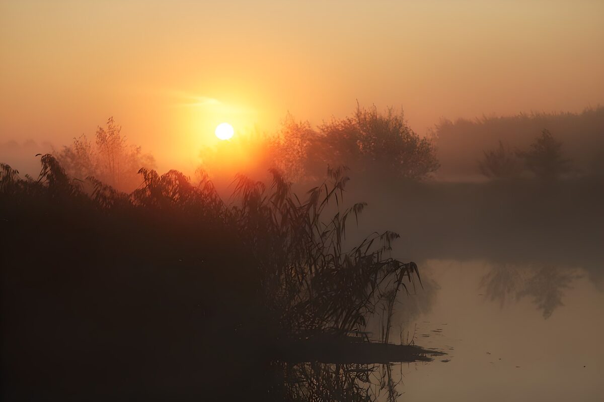 PDGIT9440450: Alba nebbiosa tra acqua e canneti