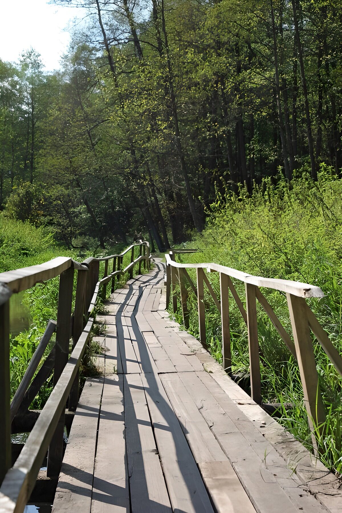 PDGIT5578259: Passerella di legno nel bosco al sole