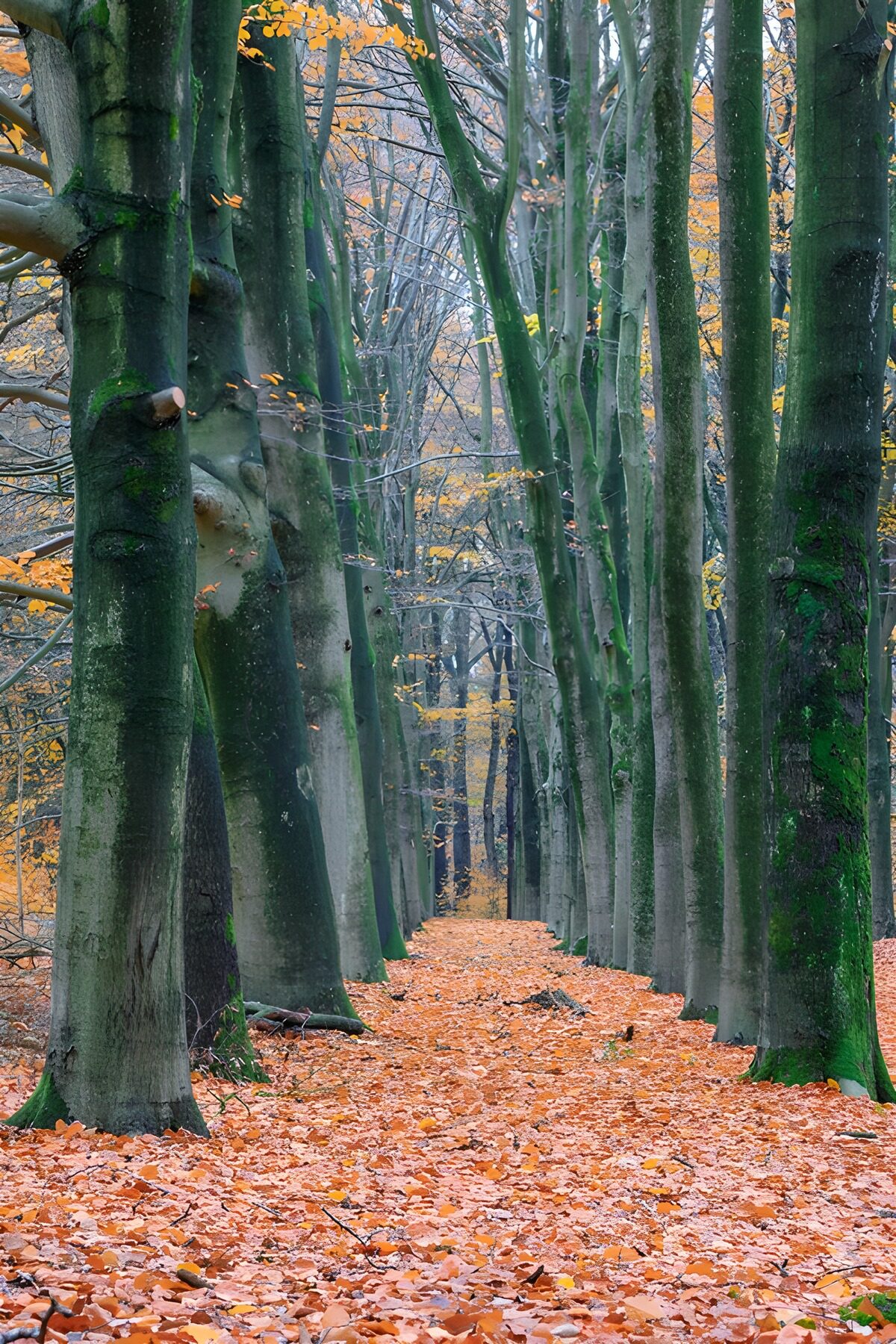 PDGIT2260048: Sentiero d’autunno tra i faggi