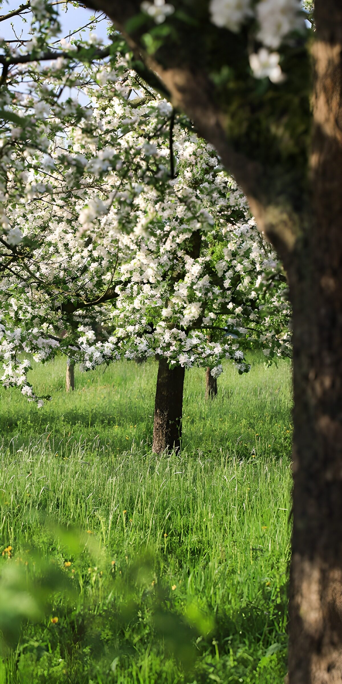 PDGIT3842609: Frutteto in fiore tra erba e sole