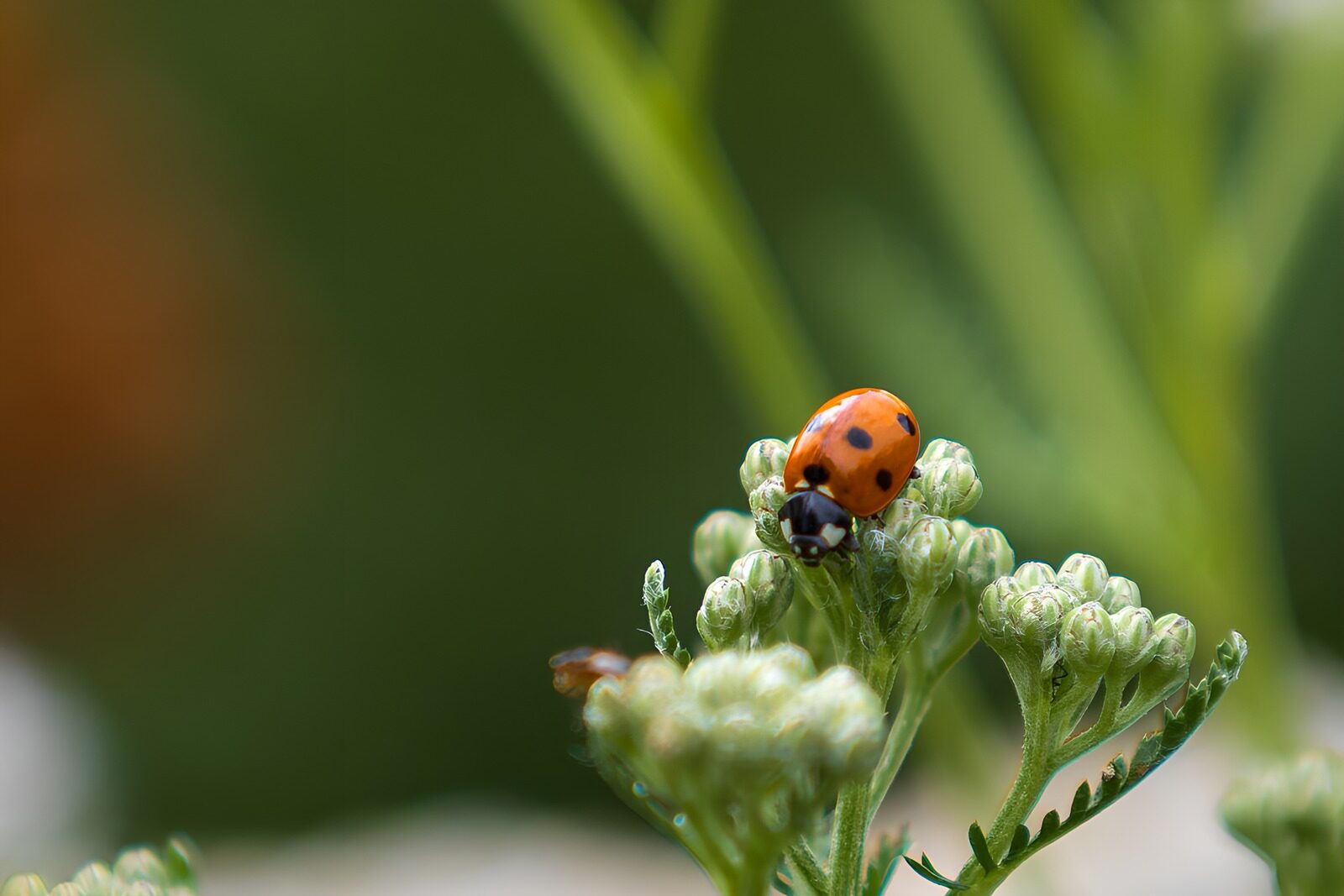 PDGIT9359847: Coccinella rossa sui teneri boccioli