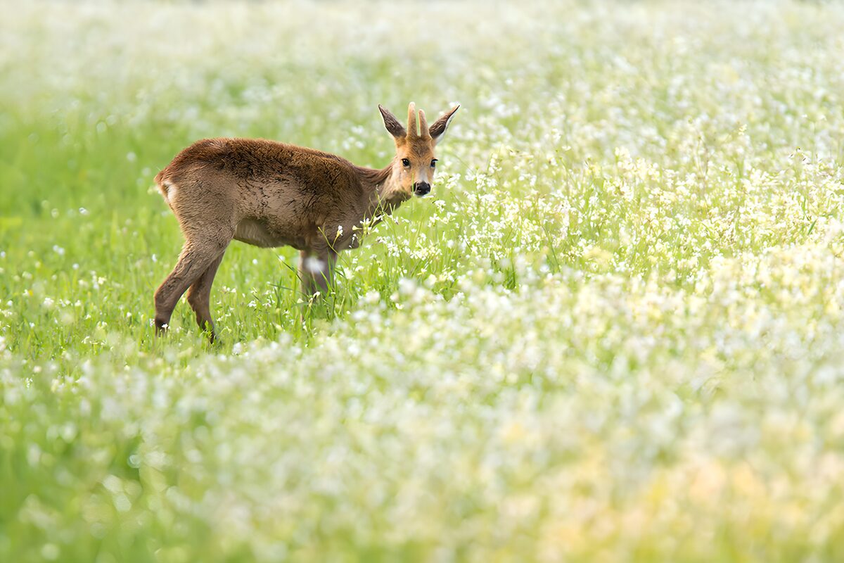 Capriolo nel prato di fiori bianchi