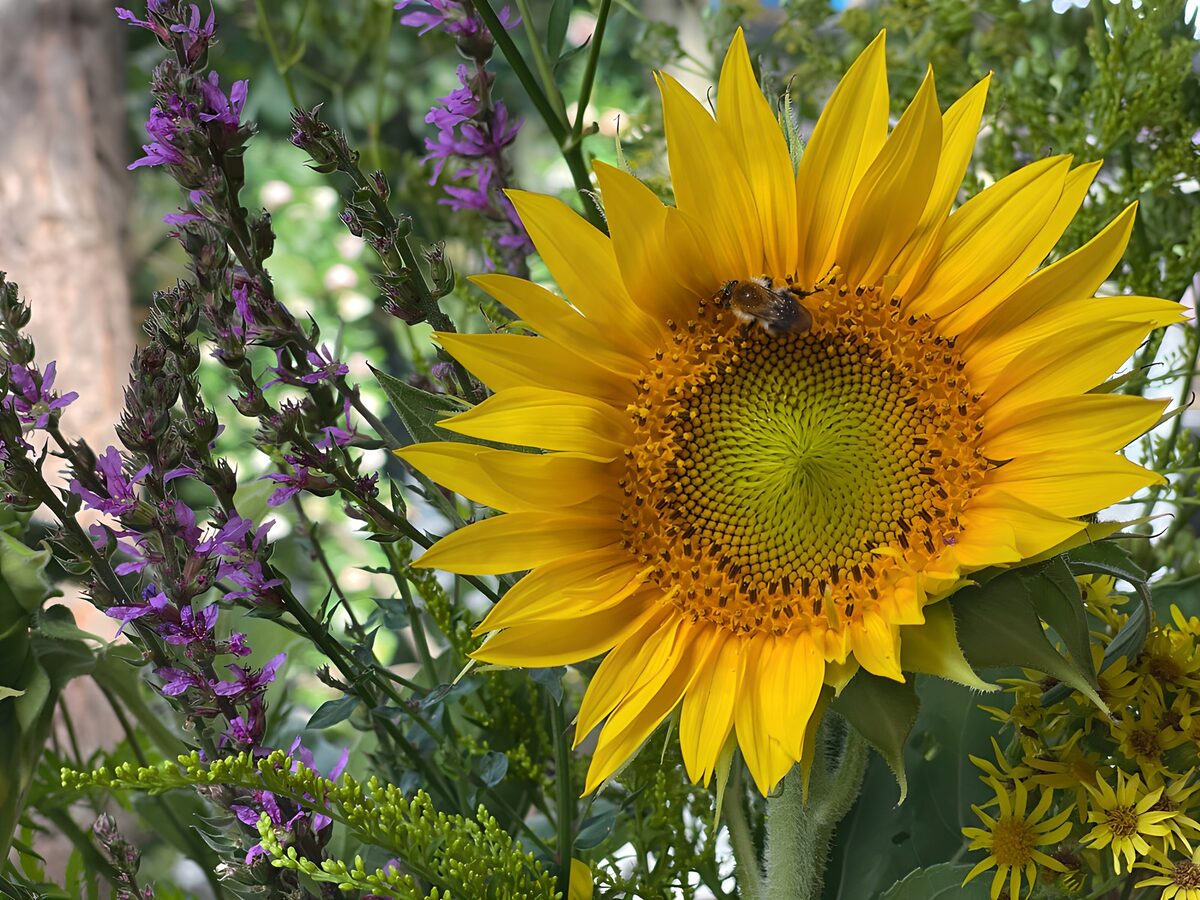 Girasole e fiori viola al sole