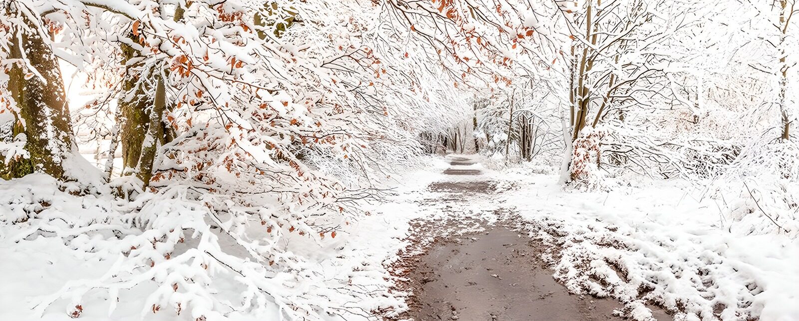 PDGIT5564166: Sentiero tra gli alberi carichi di neve