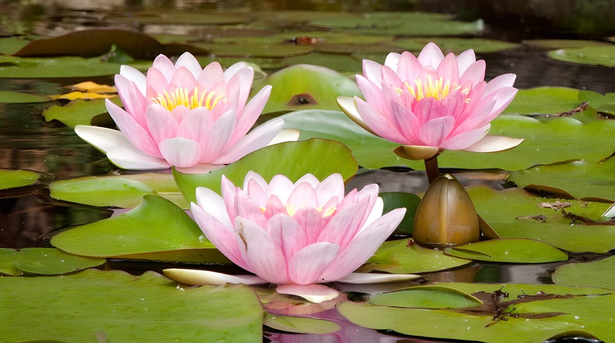 Tre ninfee rosa sull’acqua tranquilla