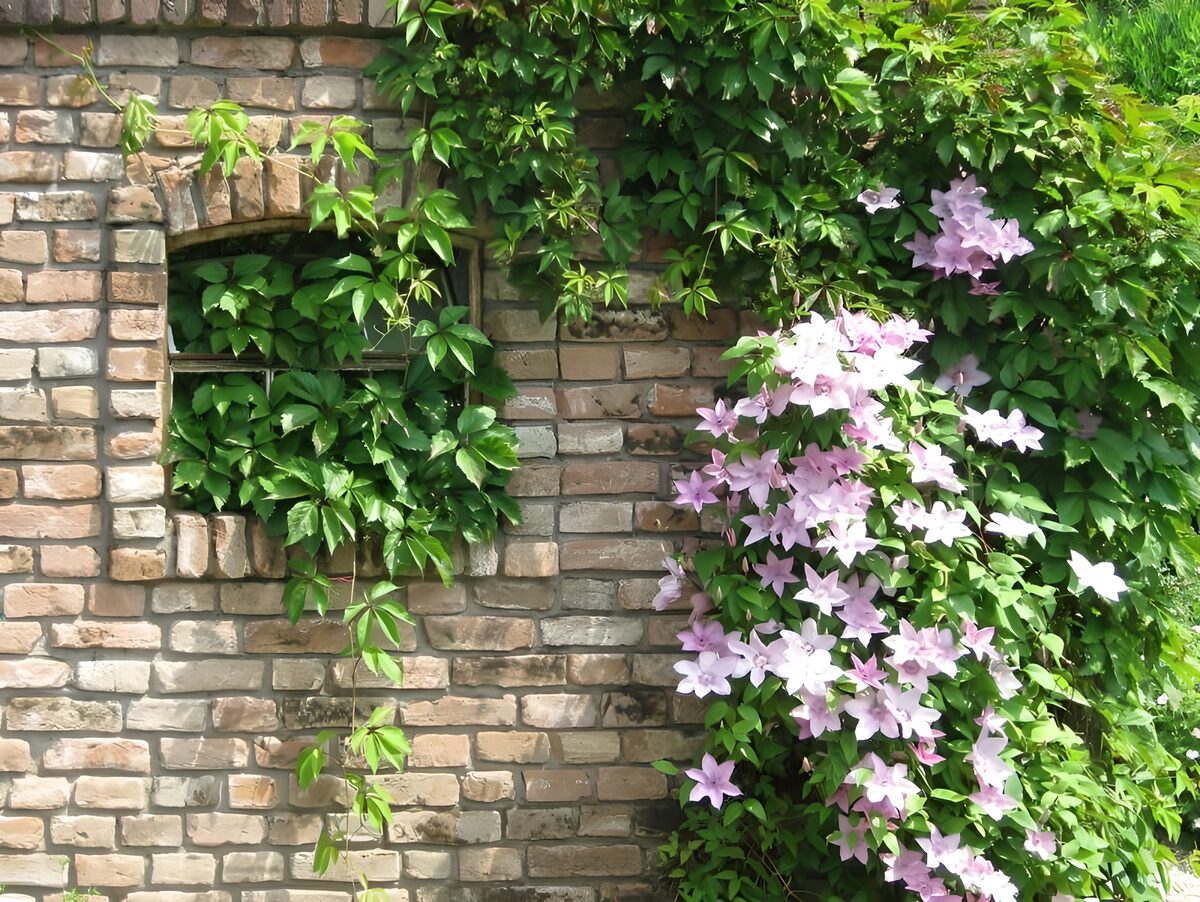 Mattoni al sole e rampicanti in fiore