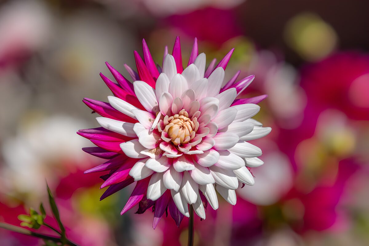 PDGIT4425773: Dalia bianca e fucsia in primo piano