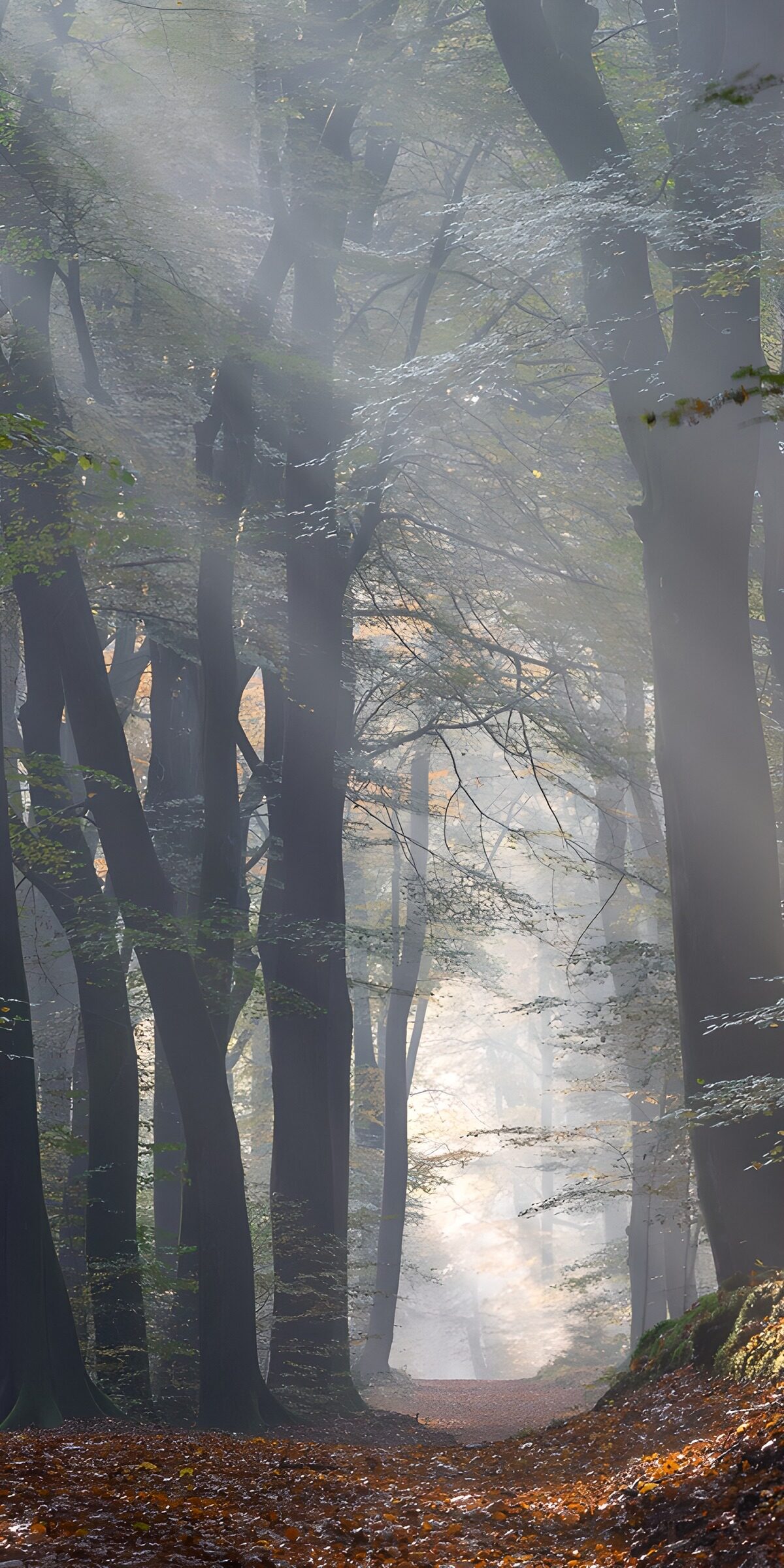 PDGIT1498592: Raggi di sole nel silenzio del bosco