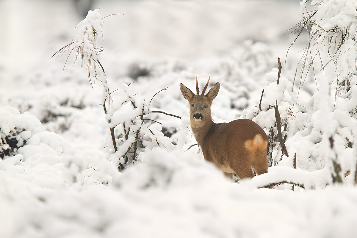 PDGIT7060746: Capriolo maschio tra i rami innevati