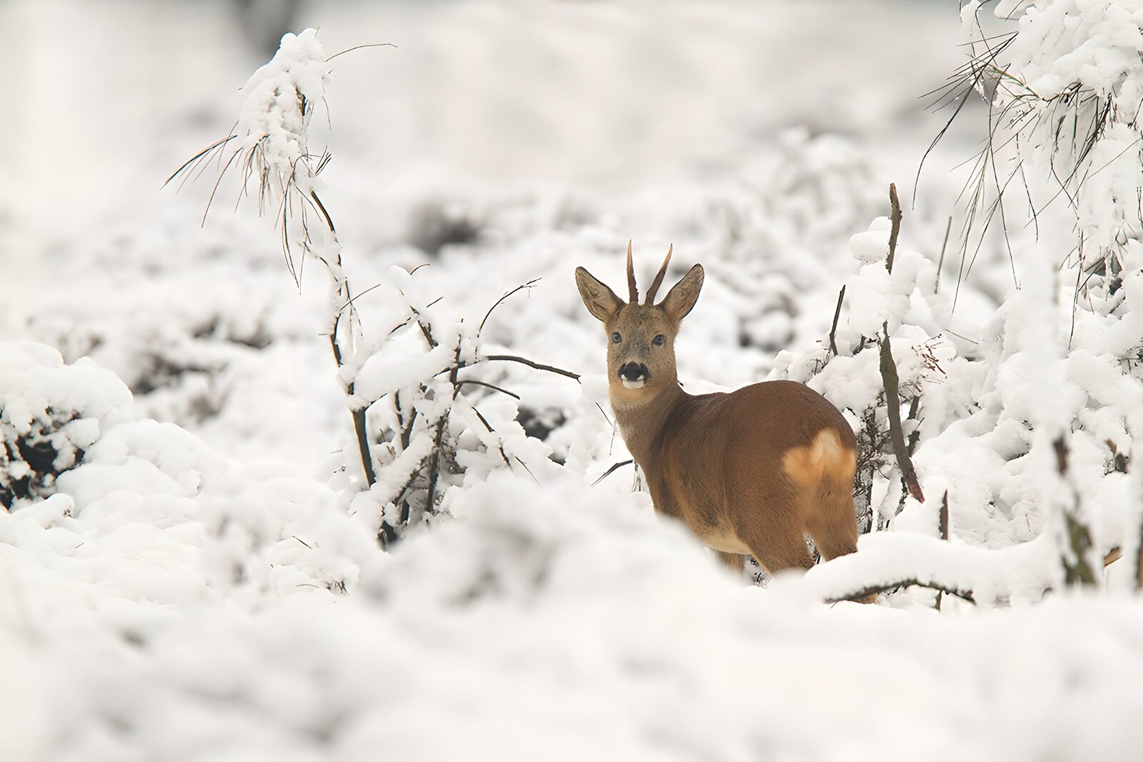 PDGIT7060746: Capriolo maschio tra i rami innevati