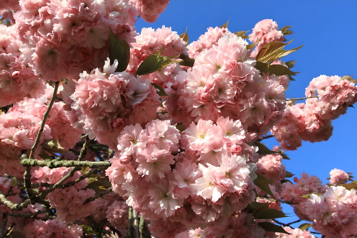PDGIT9345513: Rami in fiore tra rosa e cielo blu
