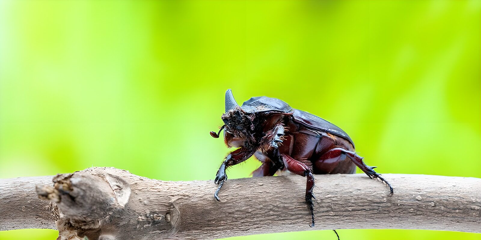 PDGIT8666513: Scarabeo rinoceronte sul ramo, nel verde
