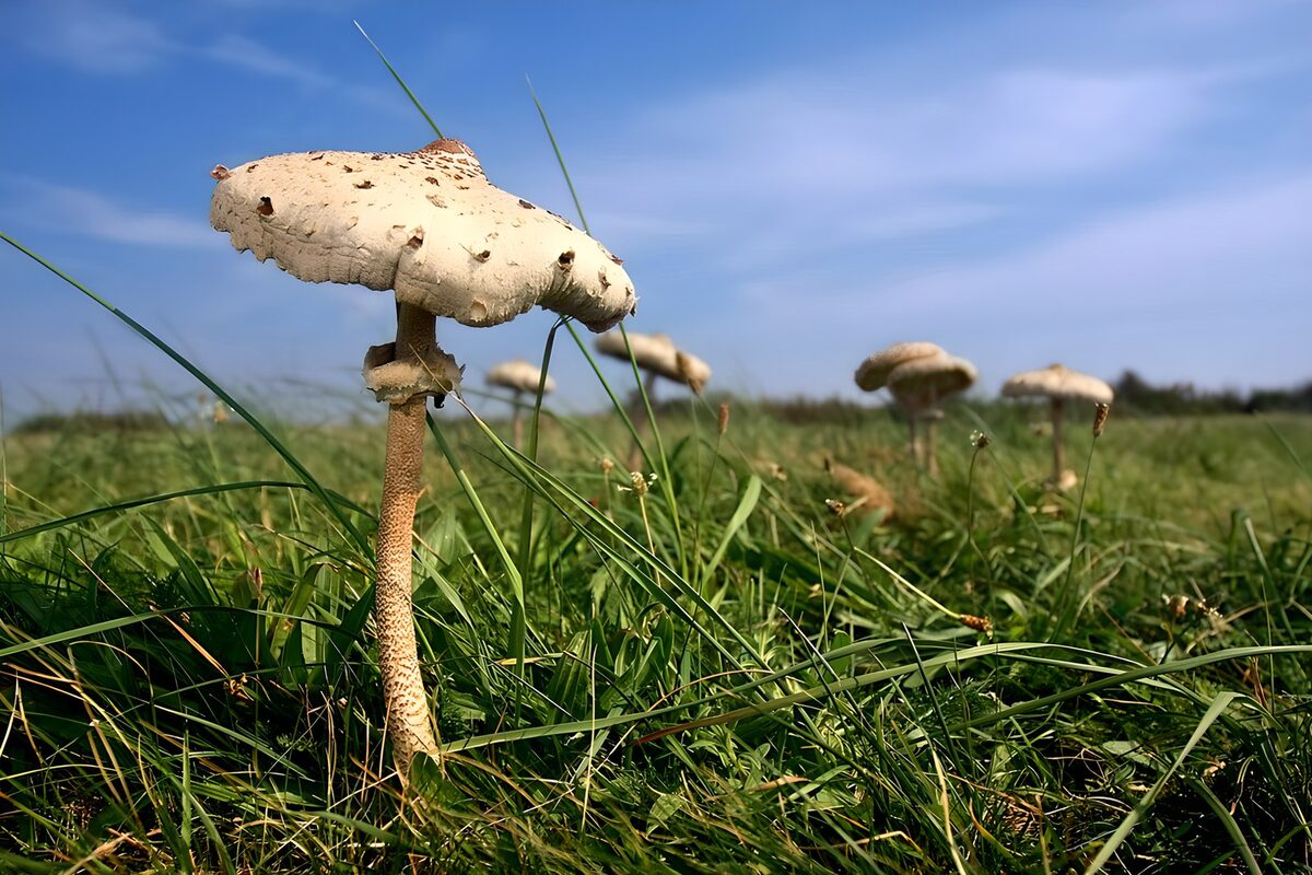 PDGIT6197110: Funghi nel prato sotto il cielo azzurro