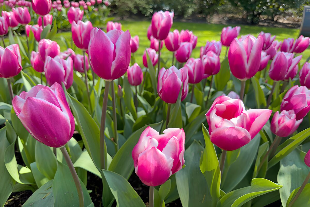 PDGIT9546657: La primavera si schiude tra i tulipani