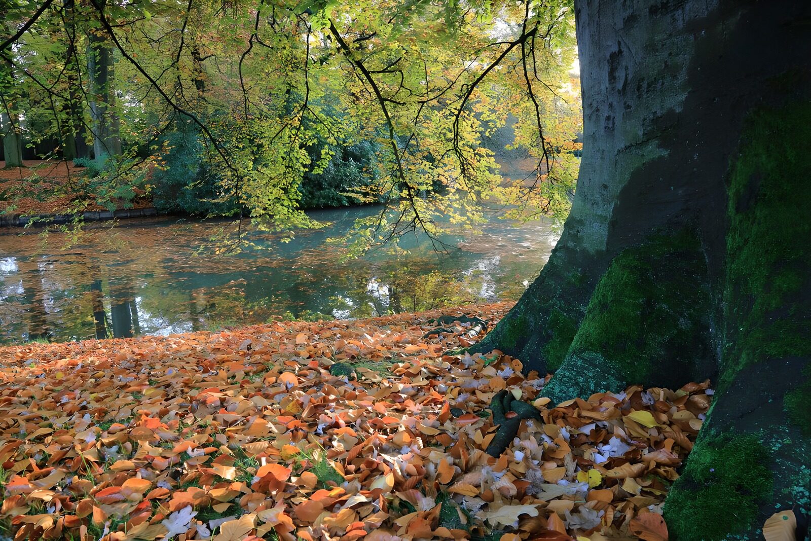 PDGIT6072142: Grande albero sulla riva d’autunno