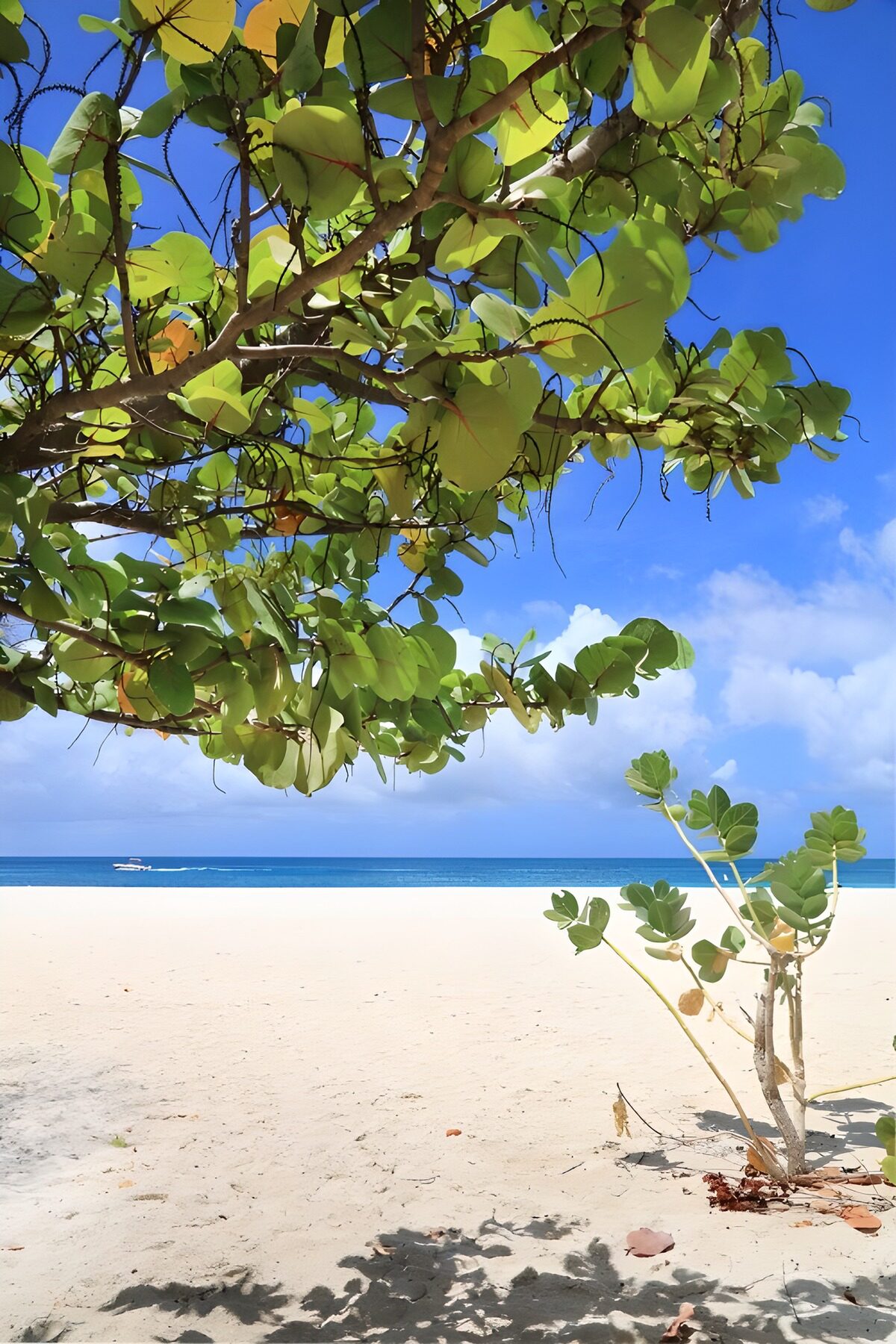 PDGIT5907763: Spiaggia chiara tra foglie e mare